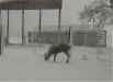 Deer2-winter2001.JPG (90446 bytes)